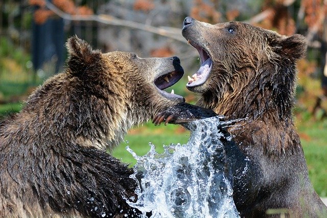 bear